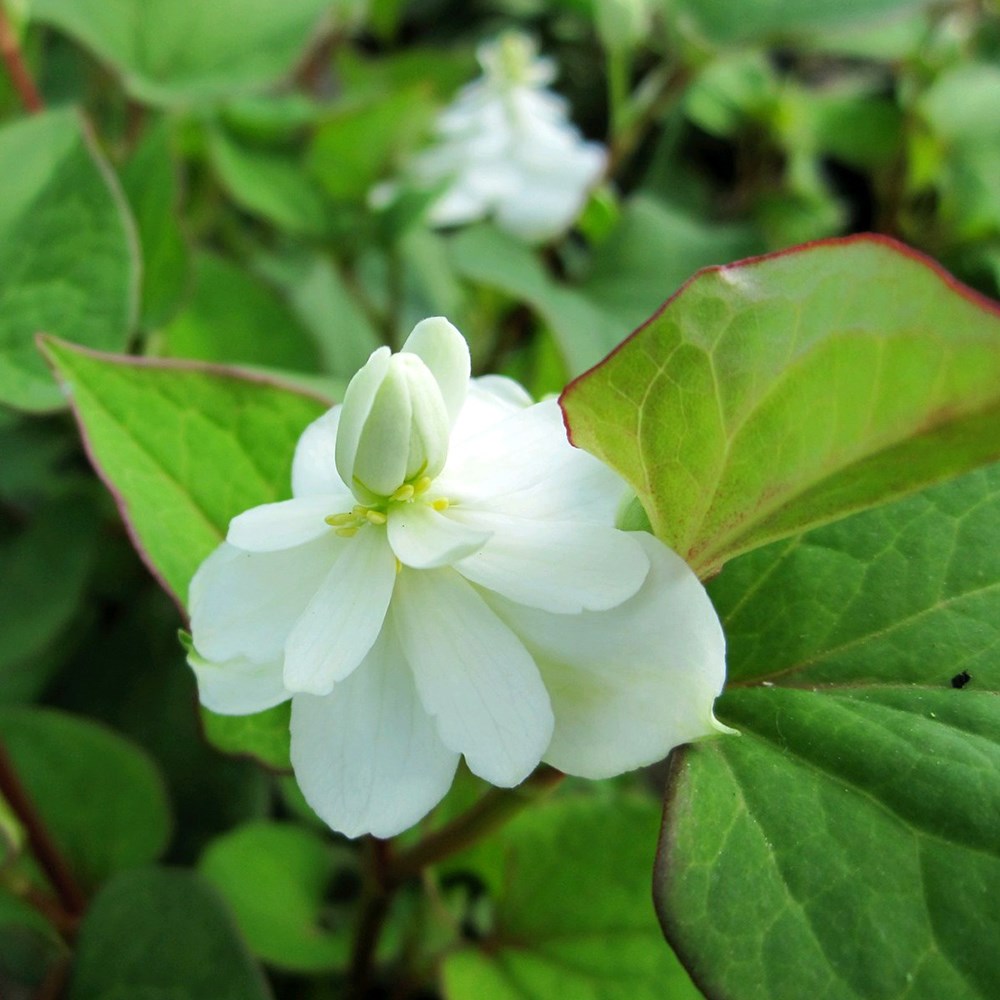 Houttuynia Cordata Flore Pleno | Heart-Leaved Houttuynia