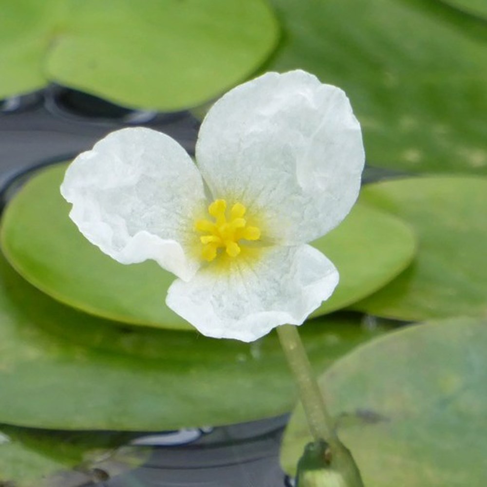 Hydrocharis Morsus-Ranae | Frogbit