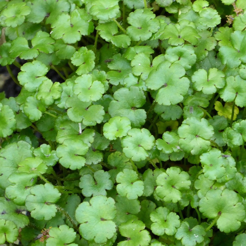 Hydrocotyle Novae-Zeelandiae | New Zealand Pennywort