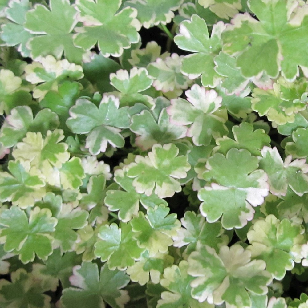 Hydrocotyle Sibthorpioides | Lawn Pennywort