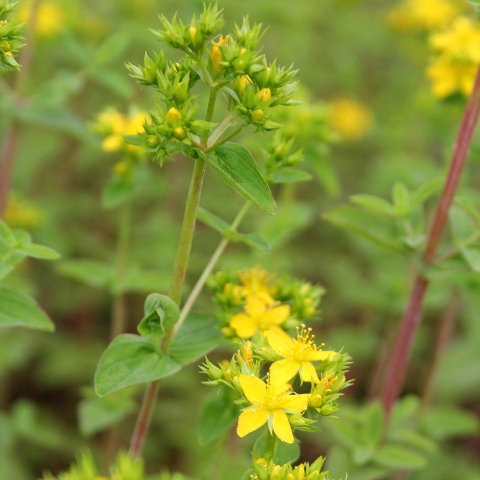 Hypericum Tetrapterum | Square-Stalked St Johns Wort