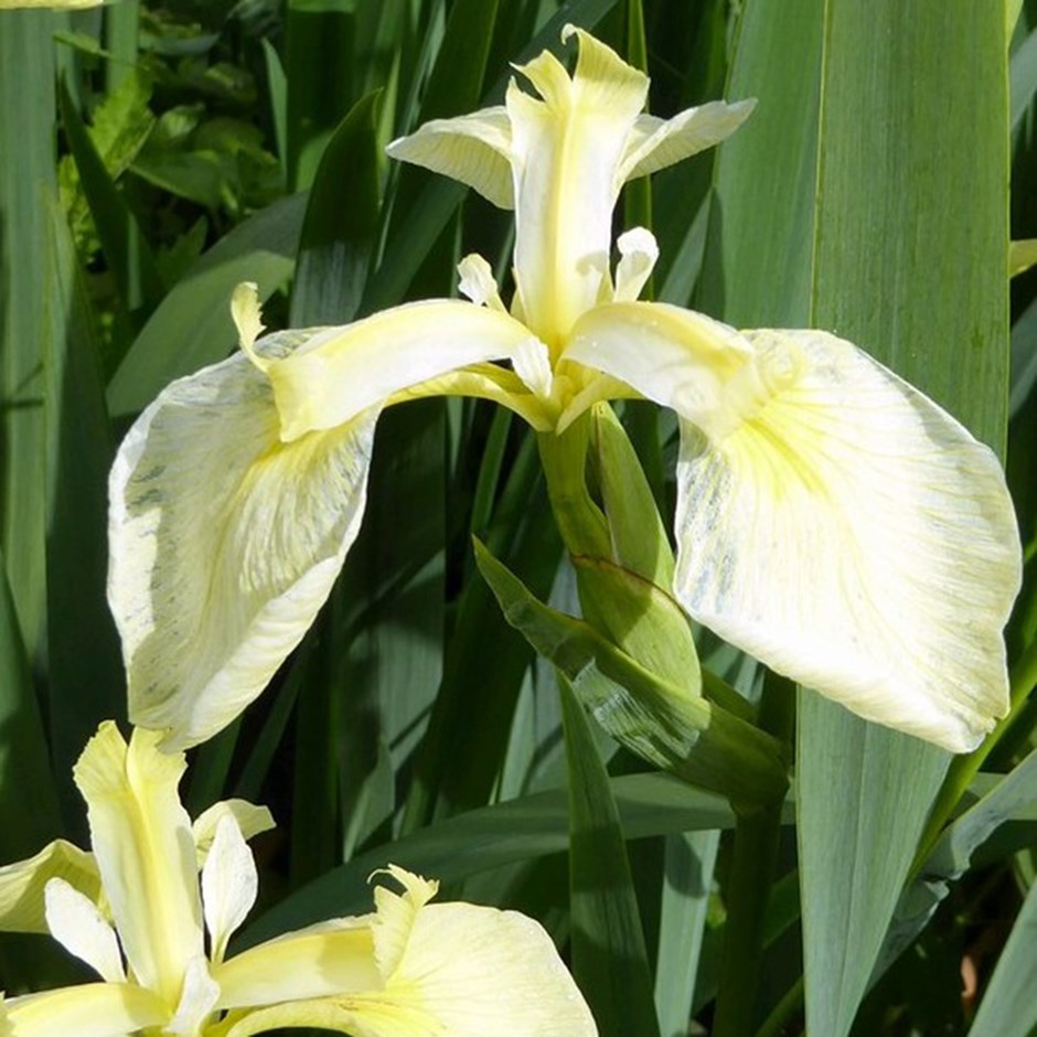 Iris Pseudacorus Var. Bastardii | Yellow Flag Iris
