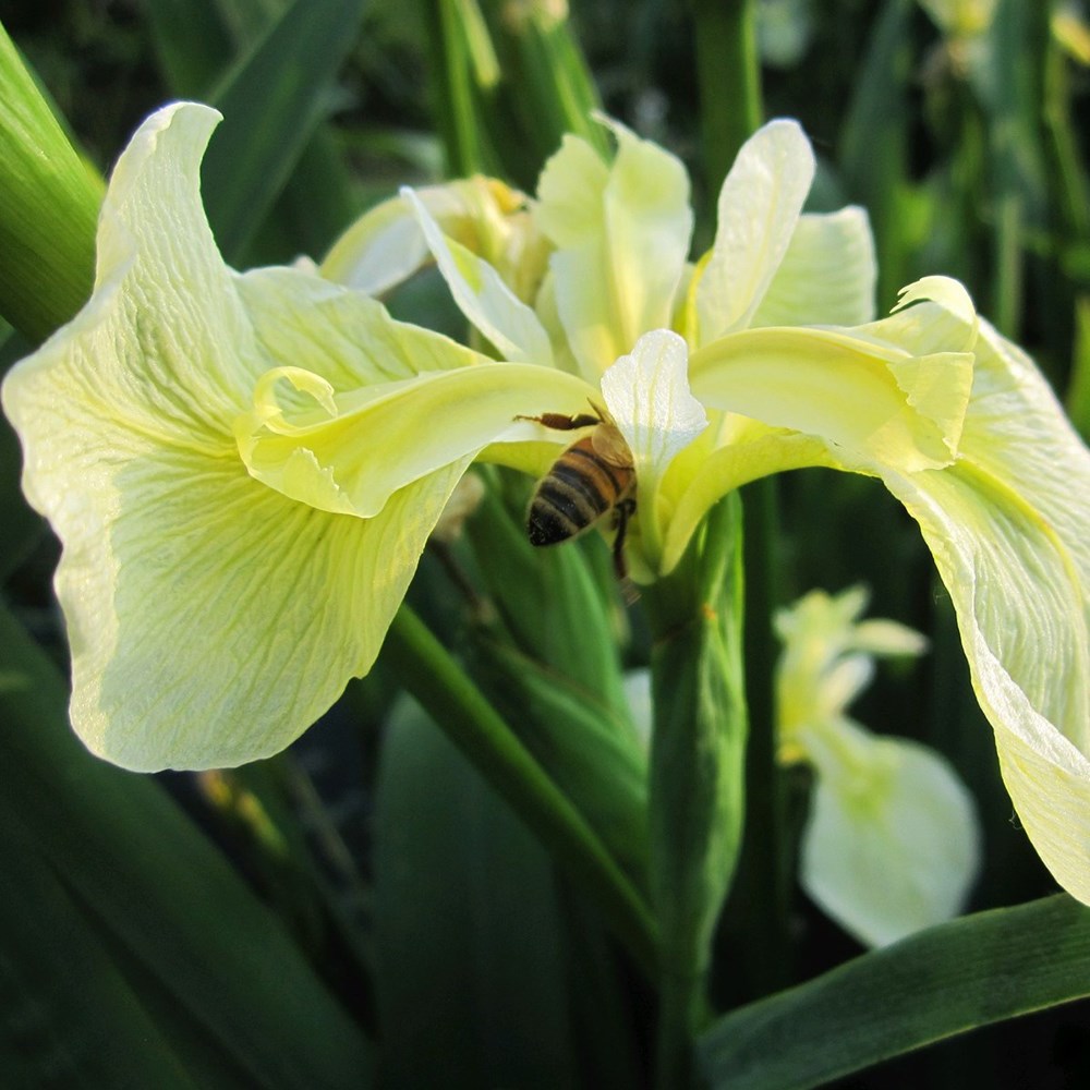 Iris Pseudacorus Var. Bastardii | Yellow Flag Iris