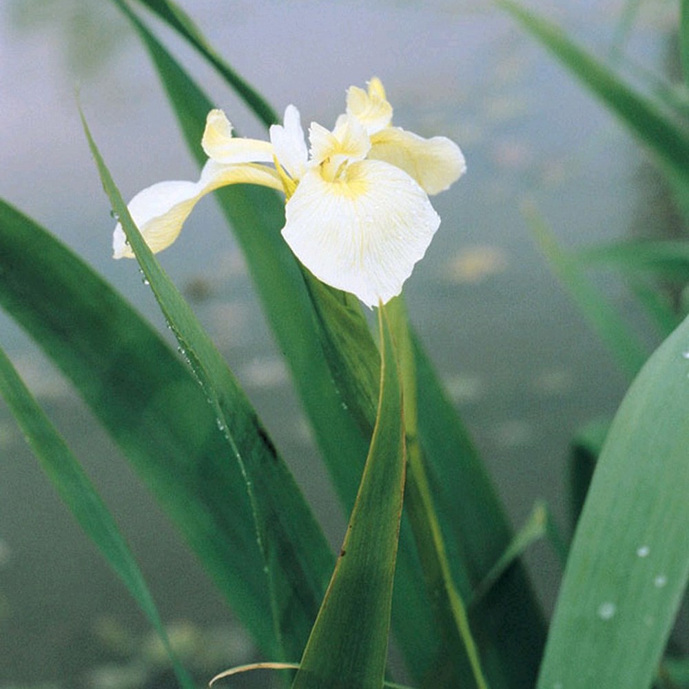 Iris Pseudacorus Var. Bastardii | Yellow Flag Iris