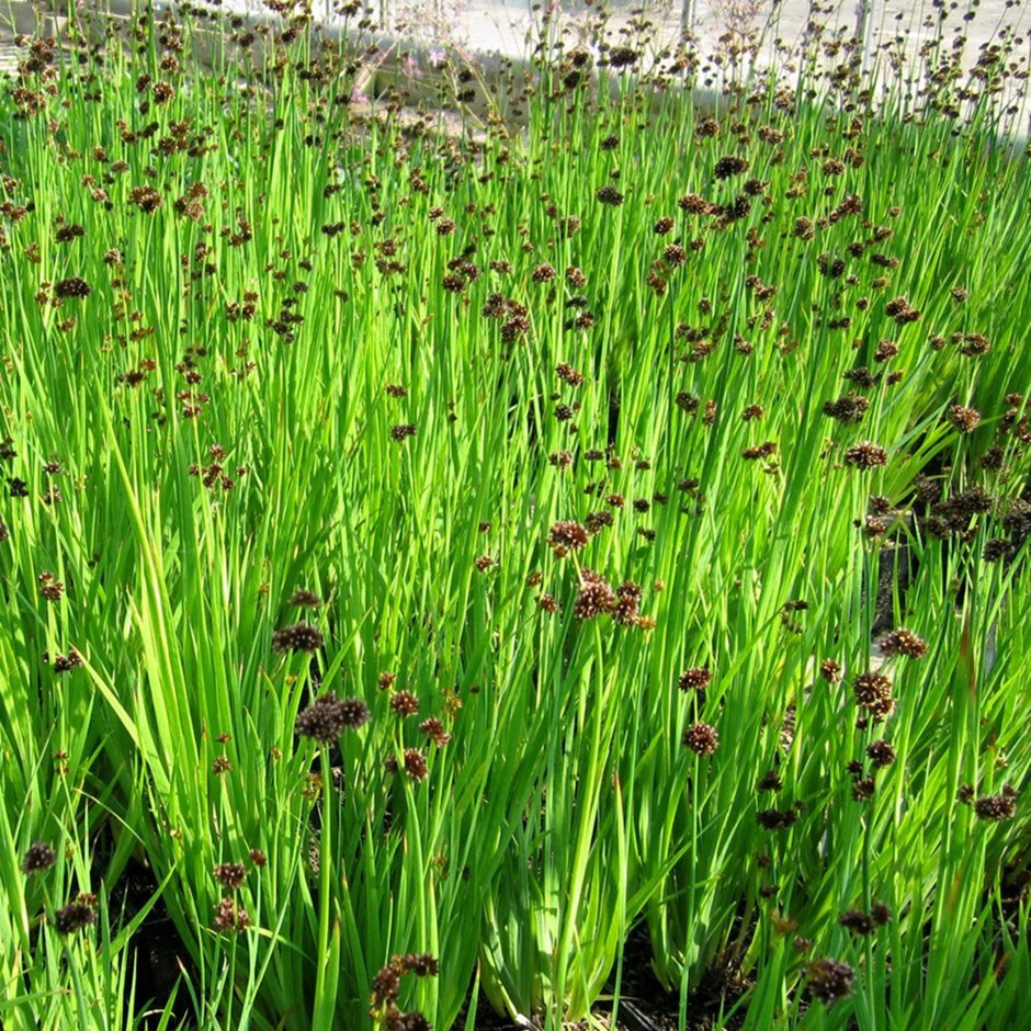 Juncus Ensifolius | Swordleaf Rush