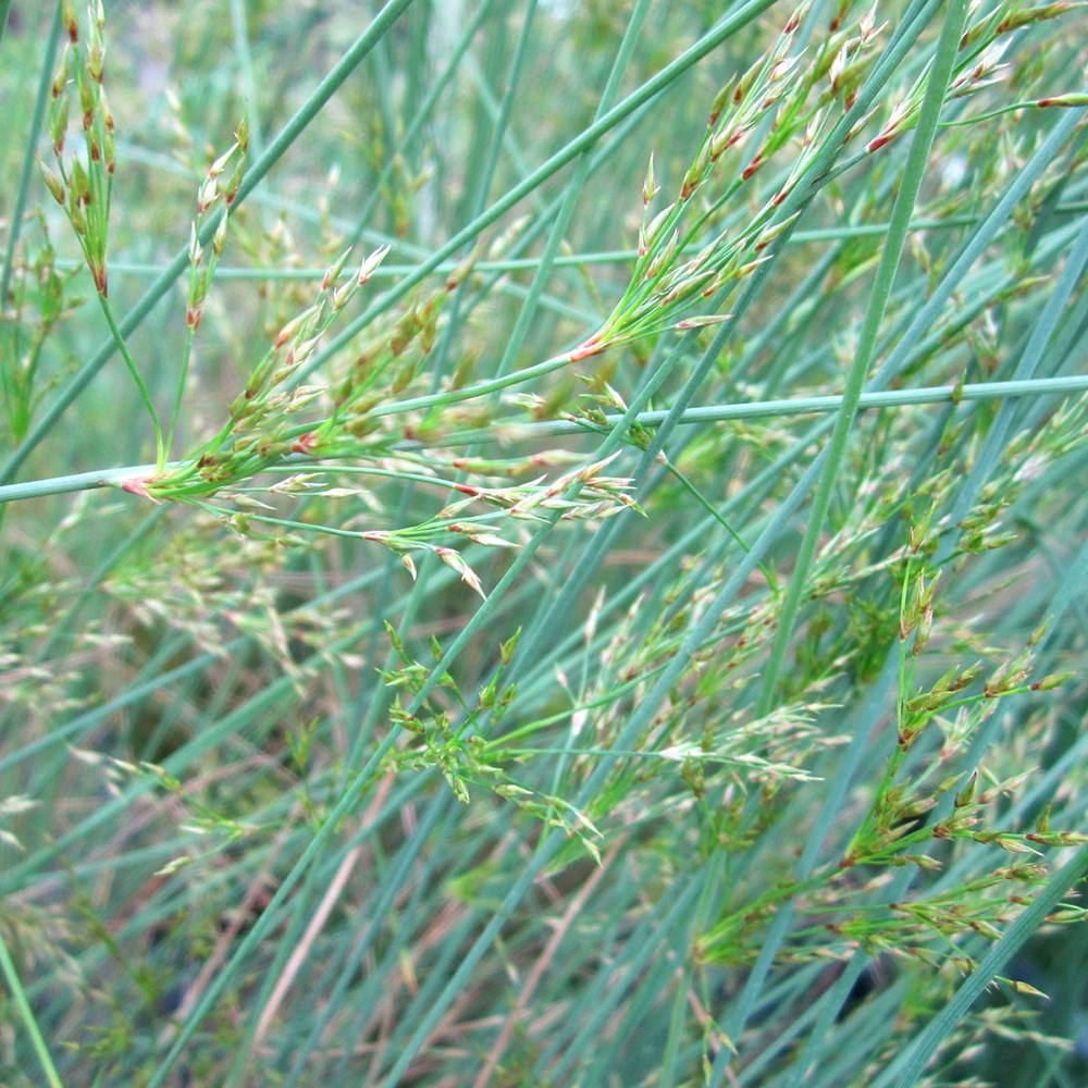 Juncus Inflexus | Hard Rush