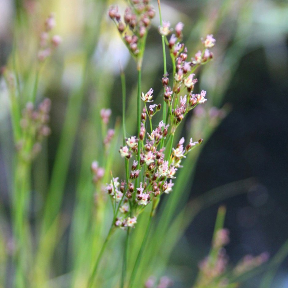 Juncus Maritimus | Sea Rush