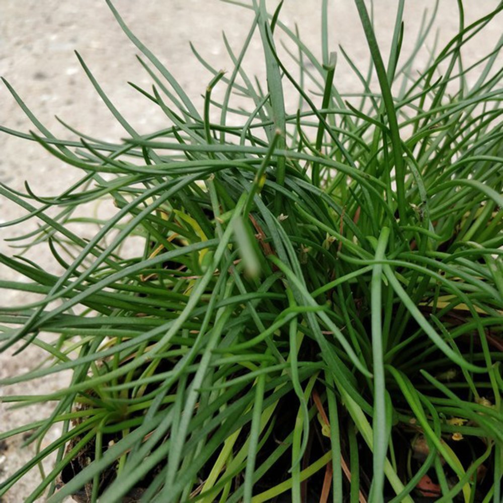 Littorella Uniflora | Shoreweed