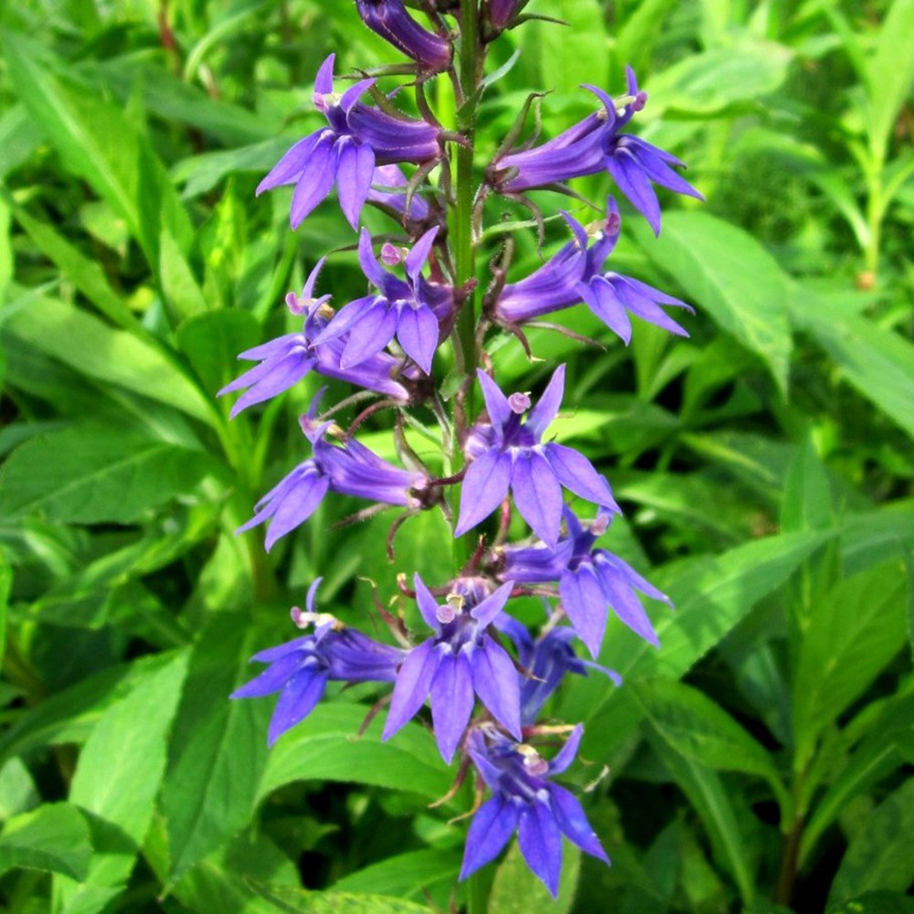 Lobelia Siphilitica | Blue Cardinal Flower