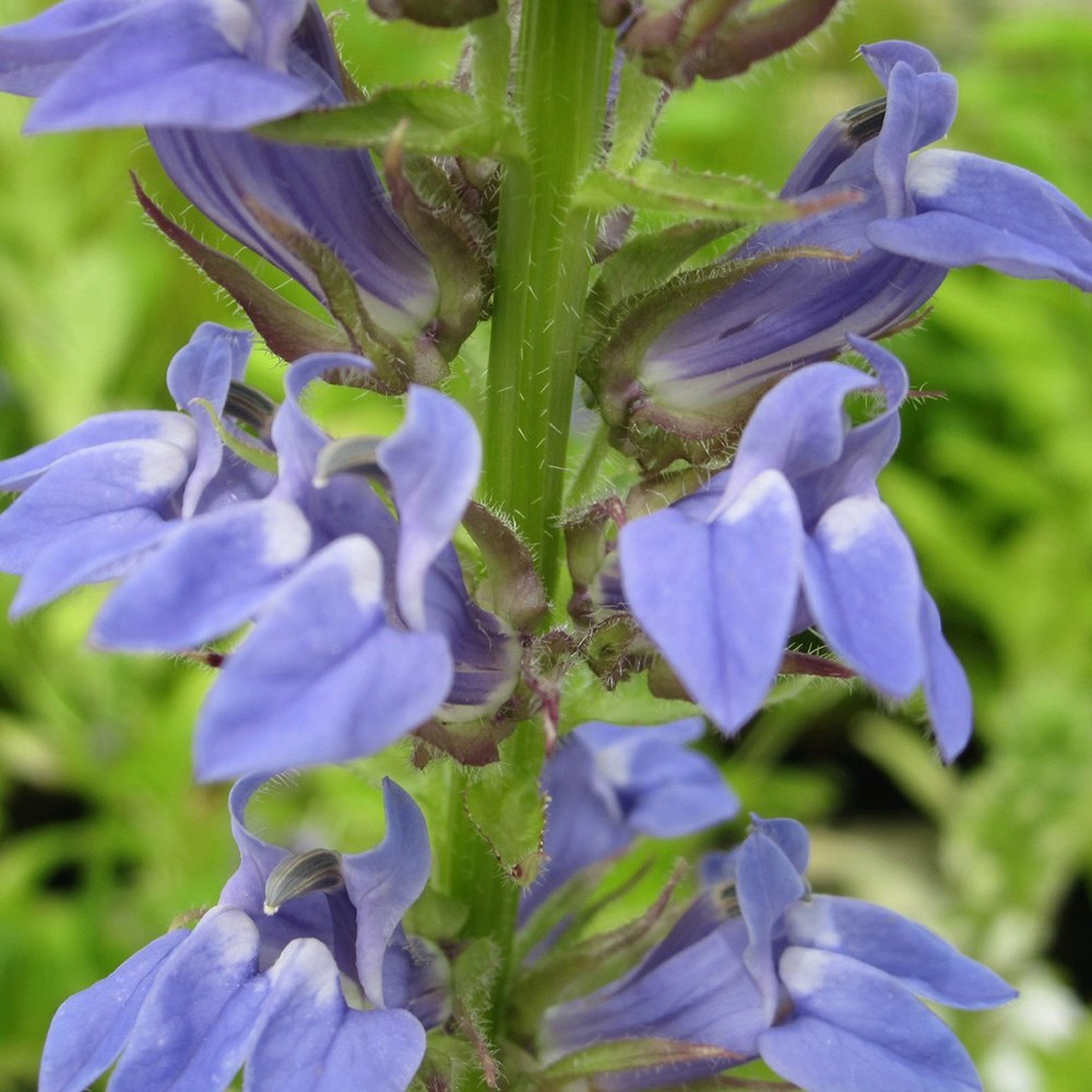 Lobelia Siphilitica | Blue Cardinal Flower