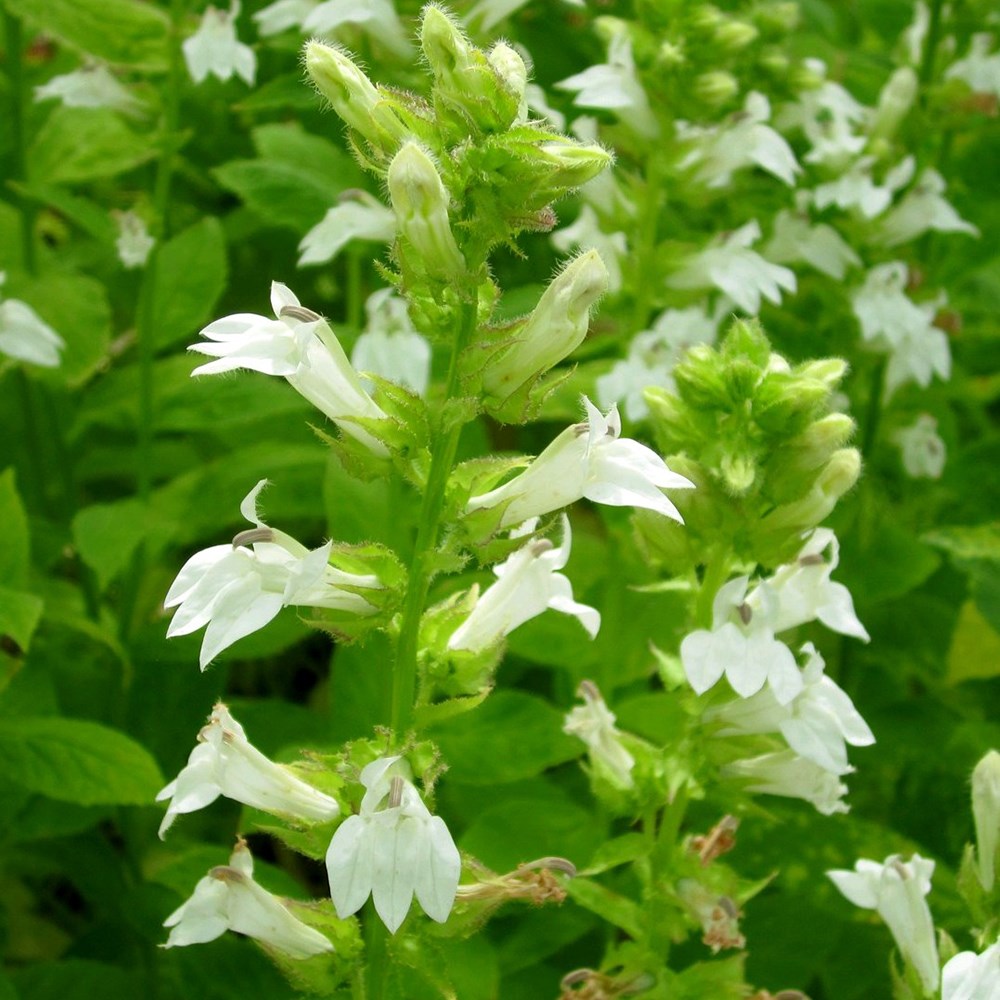 Lobelia Siphilitica F. Albiflora | White Cardinal Flower