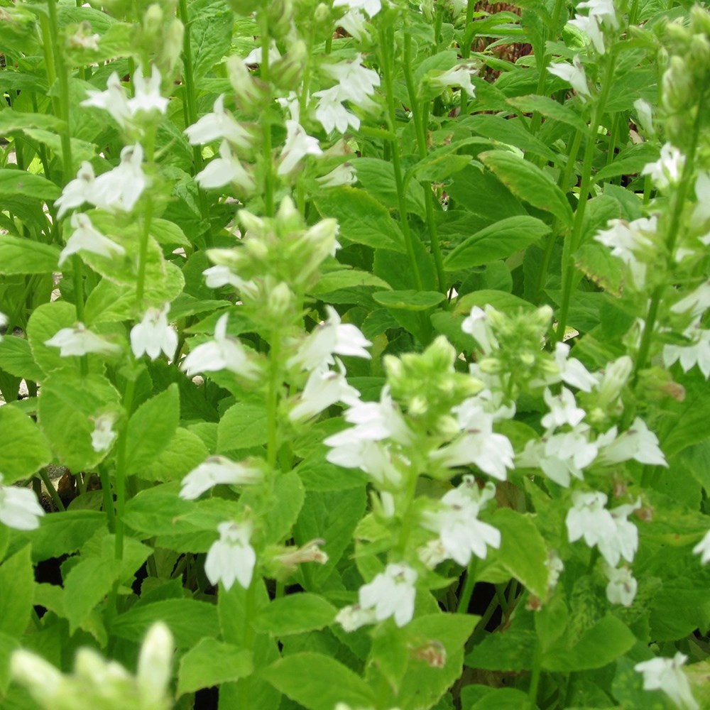 Lobelia Siphilitica F. Albiflora | White Cardinal Flower