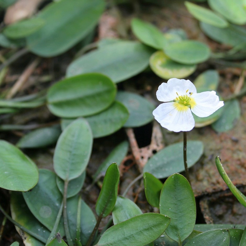 Luronium Natans | Floating Water Plantain