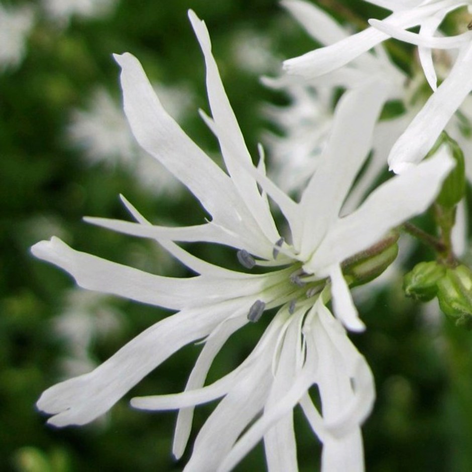 Lychnis Flos-Cuculi White Robin | Ragged Robin