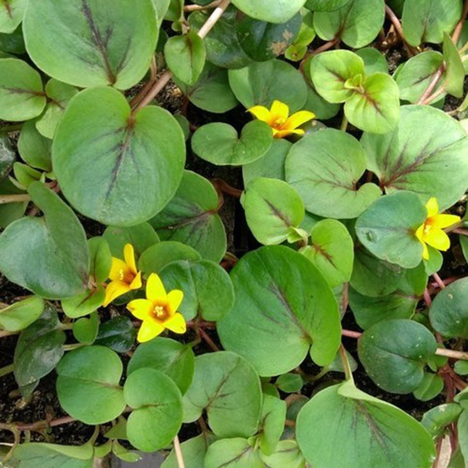 Lysimachia Christinae Sunburst | Yellow Loosestrife