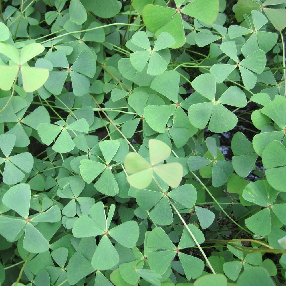 Marsilea Quadrifolia | Creeping Mazus