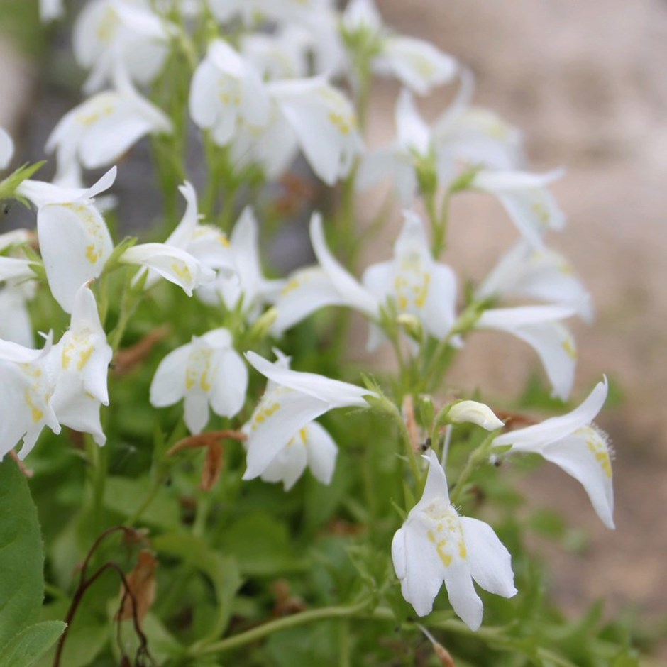 Mazus Reptans Alba | Creeping Mazus