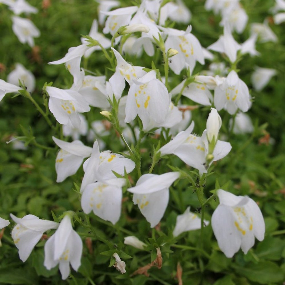 Mazus Reptans Alba | Creeping Mazus