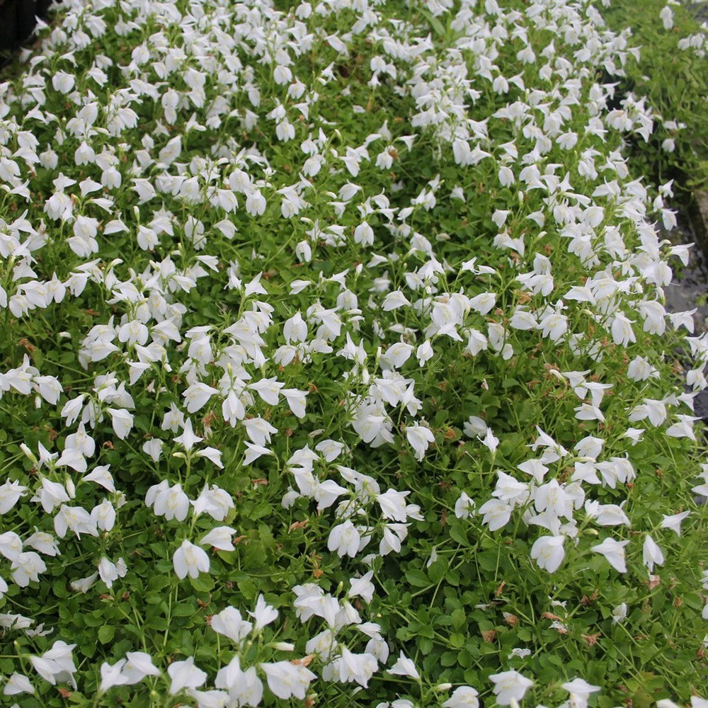 Mazus Reptans Alba | Creeping Mazus