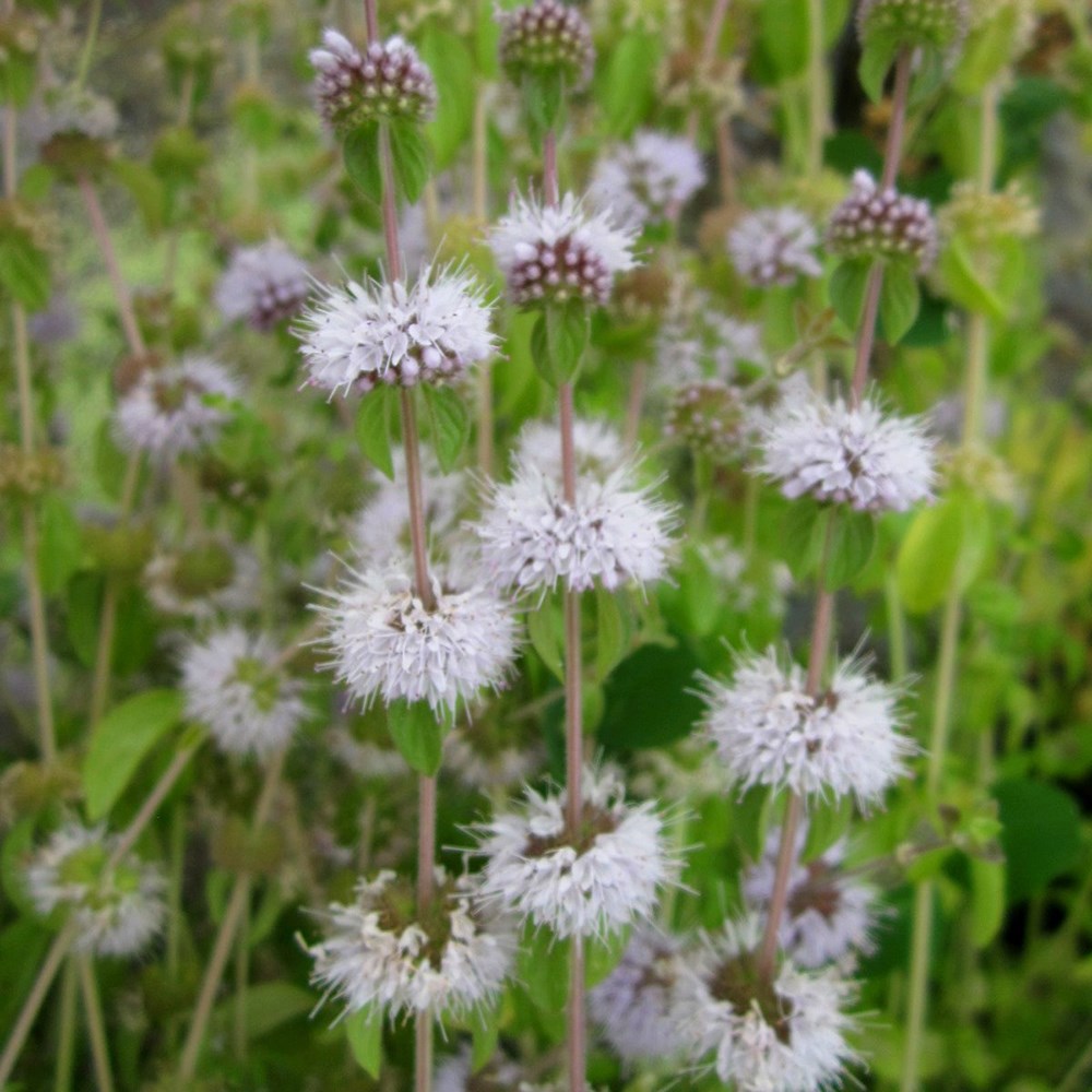 Mentha Pulegium | Pennyroyal