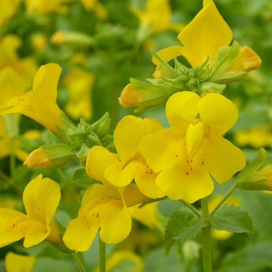 Mimulus Guttatus | Common Large Monkey Flower