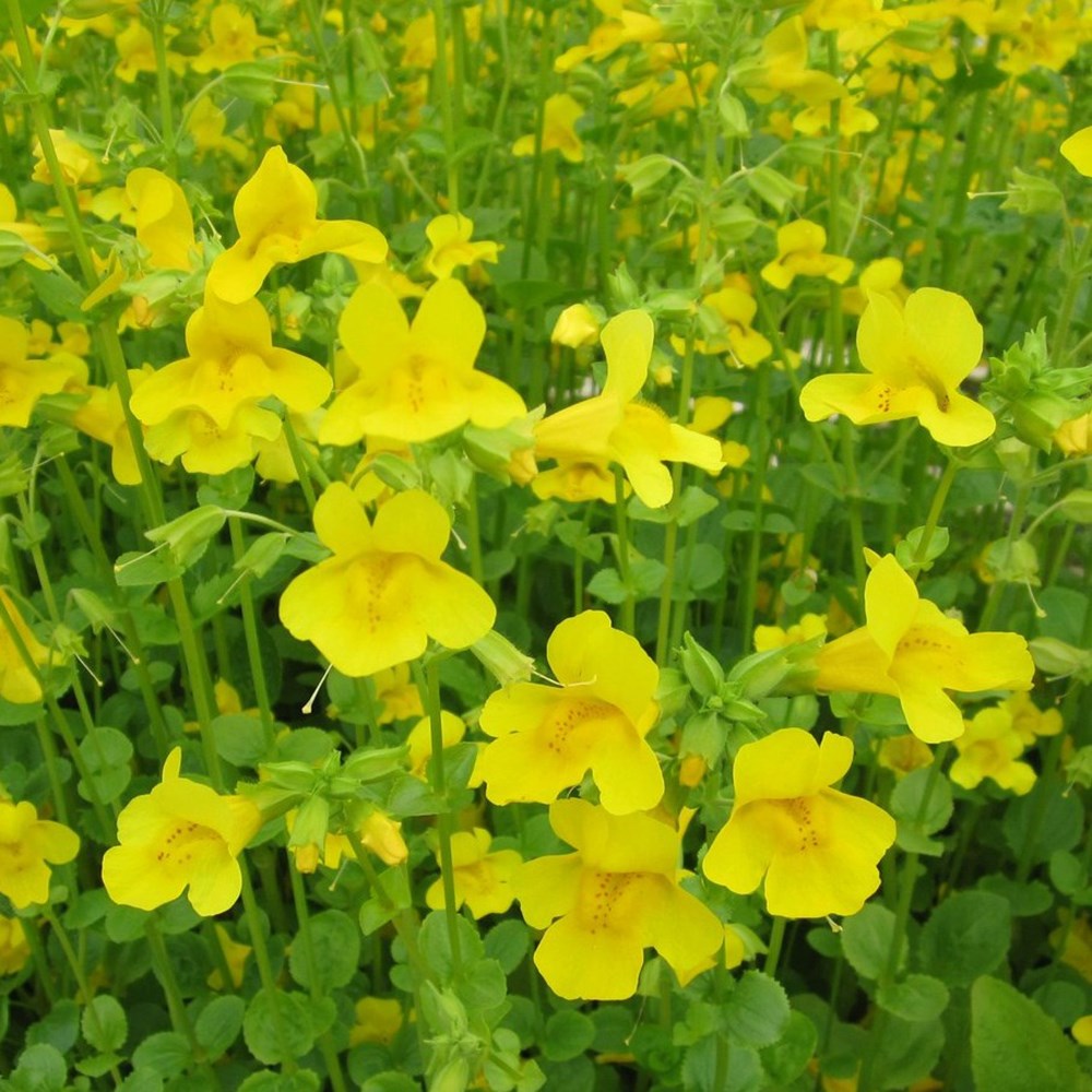 Mimulus Guttatus | Common Large Monkey Flower