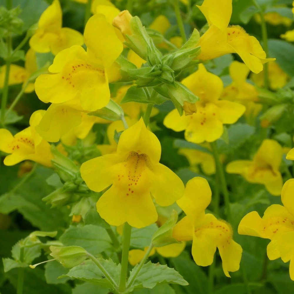Mimulus Guttatus | Common Large Monkey Flower