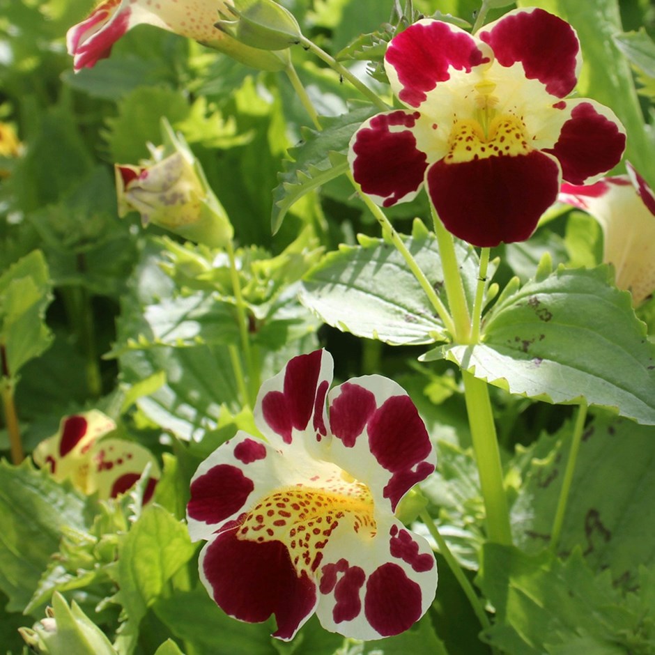 Mimulus Luteus Queens Prize | Monkey Flower