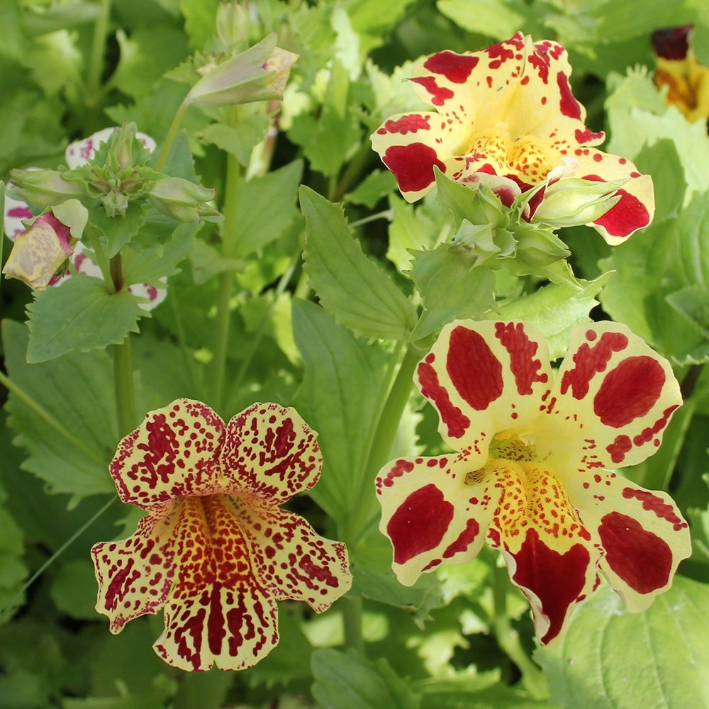 Mimulus Luteus Queens Prize | Monkey Flower