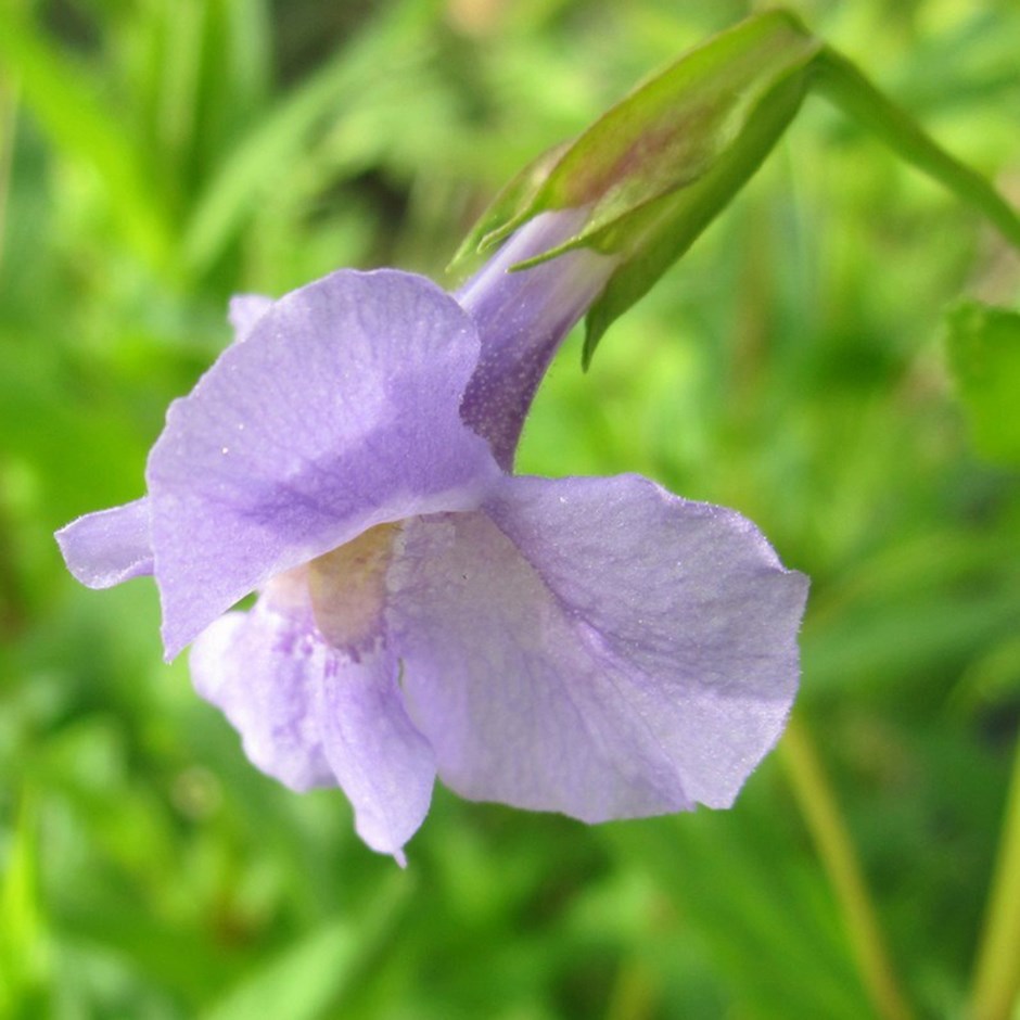 Mimulus Ringens | Allegheny Monkey Flower