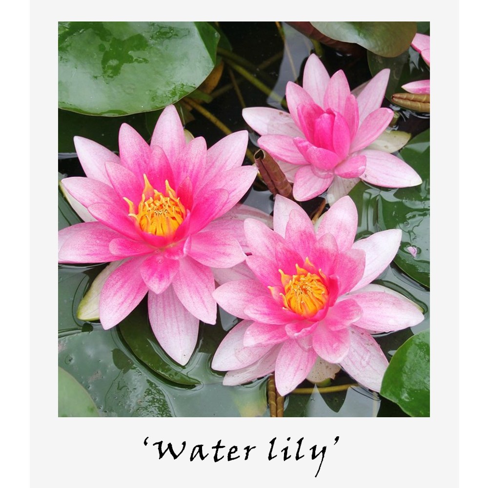 Miniature Pond Collection With A Water Lily