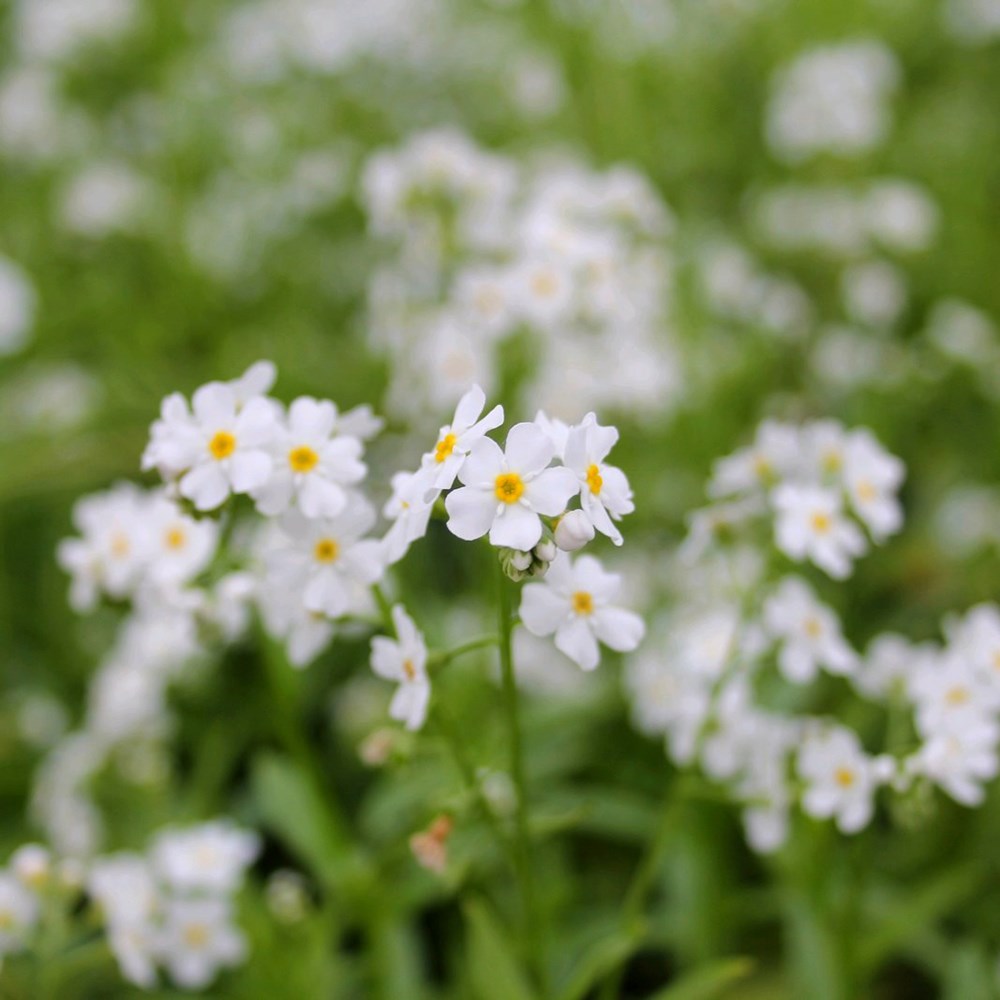 Myosotis Scorpioides Snowflakes | Water Forget-Me-Not