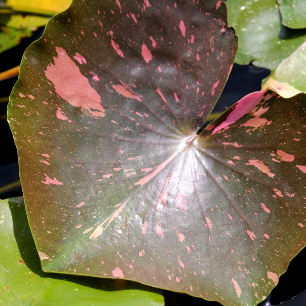 Nymphaea Arc-En-Ciel | Water Lily