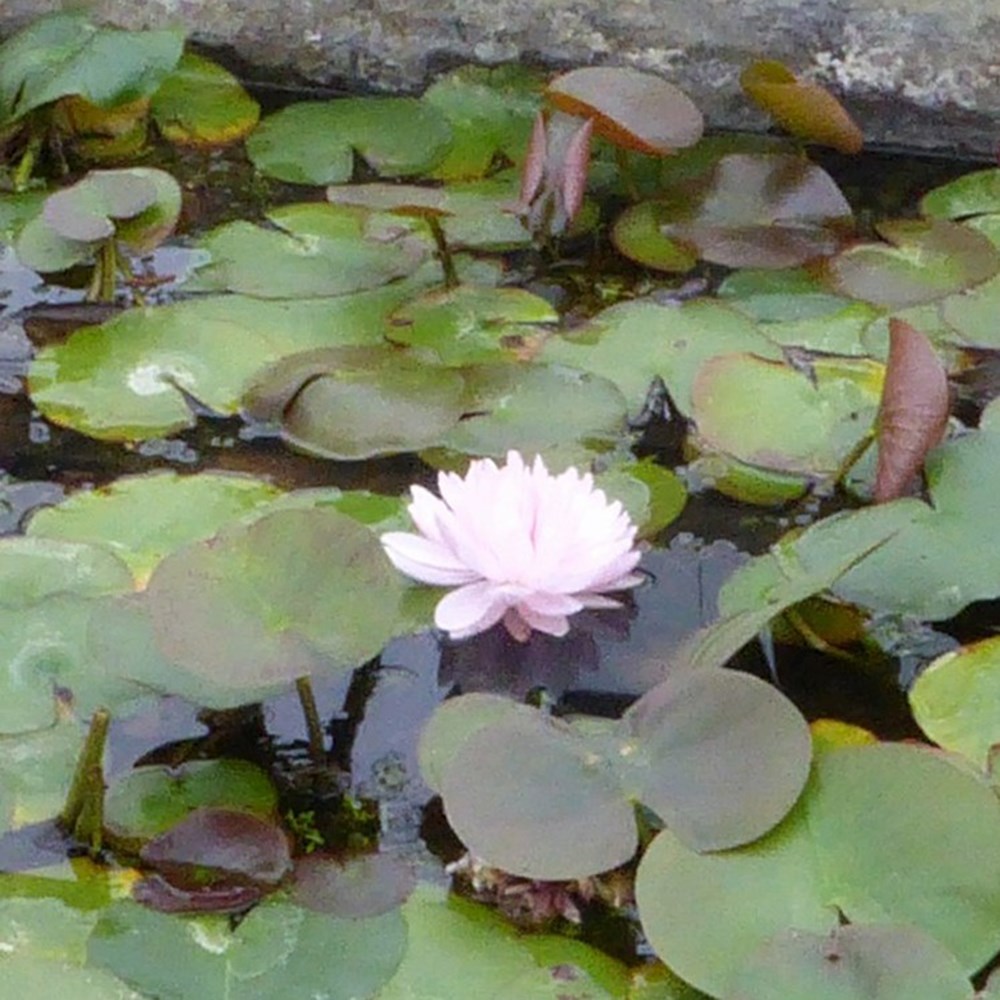 Nymphaea Gloire Du Temple-Sur-Lot | Water Lily