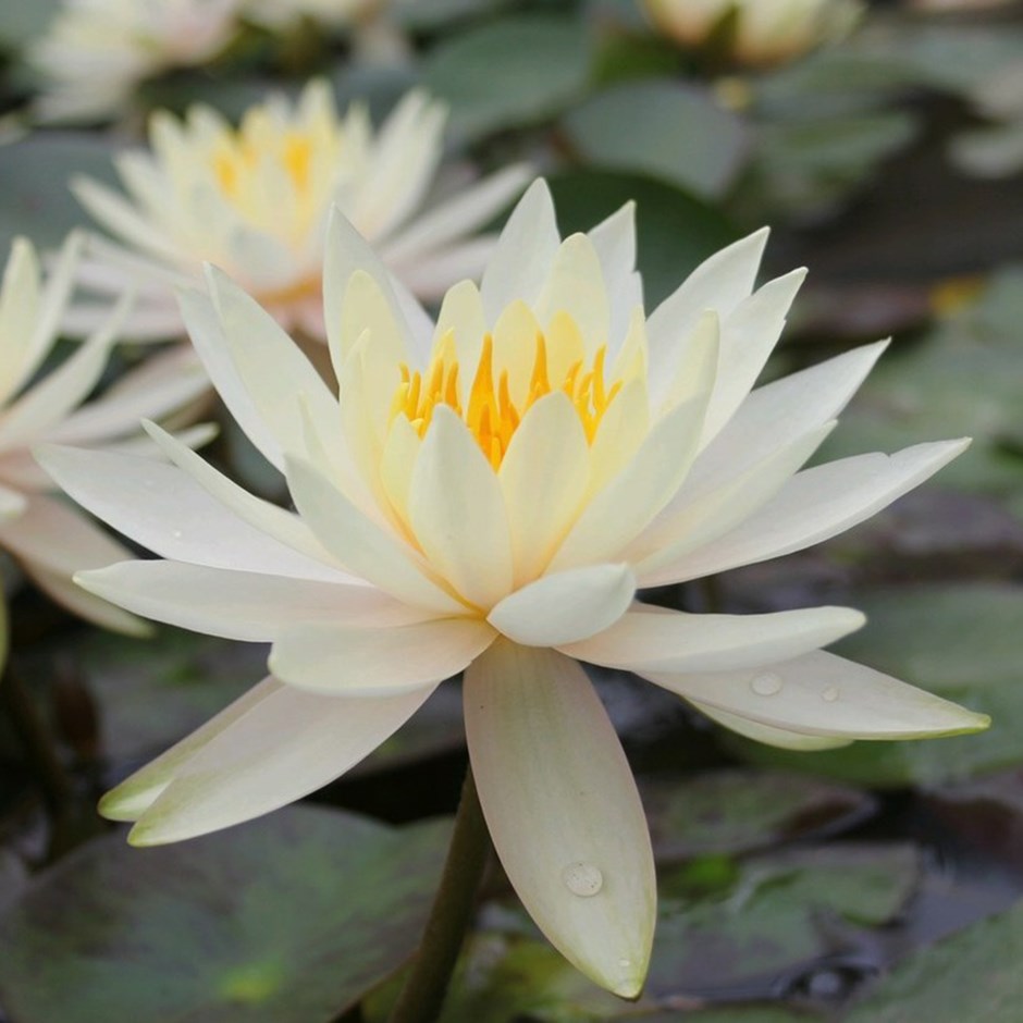 Nymphaea Inner Light | Water Lily