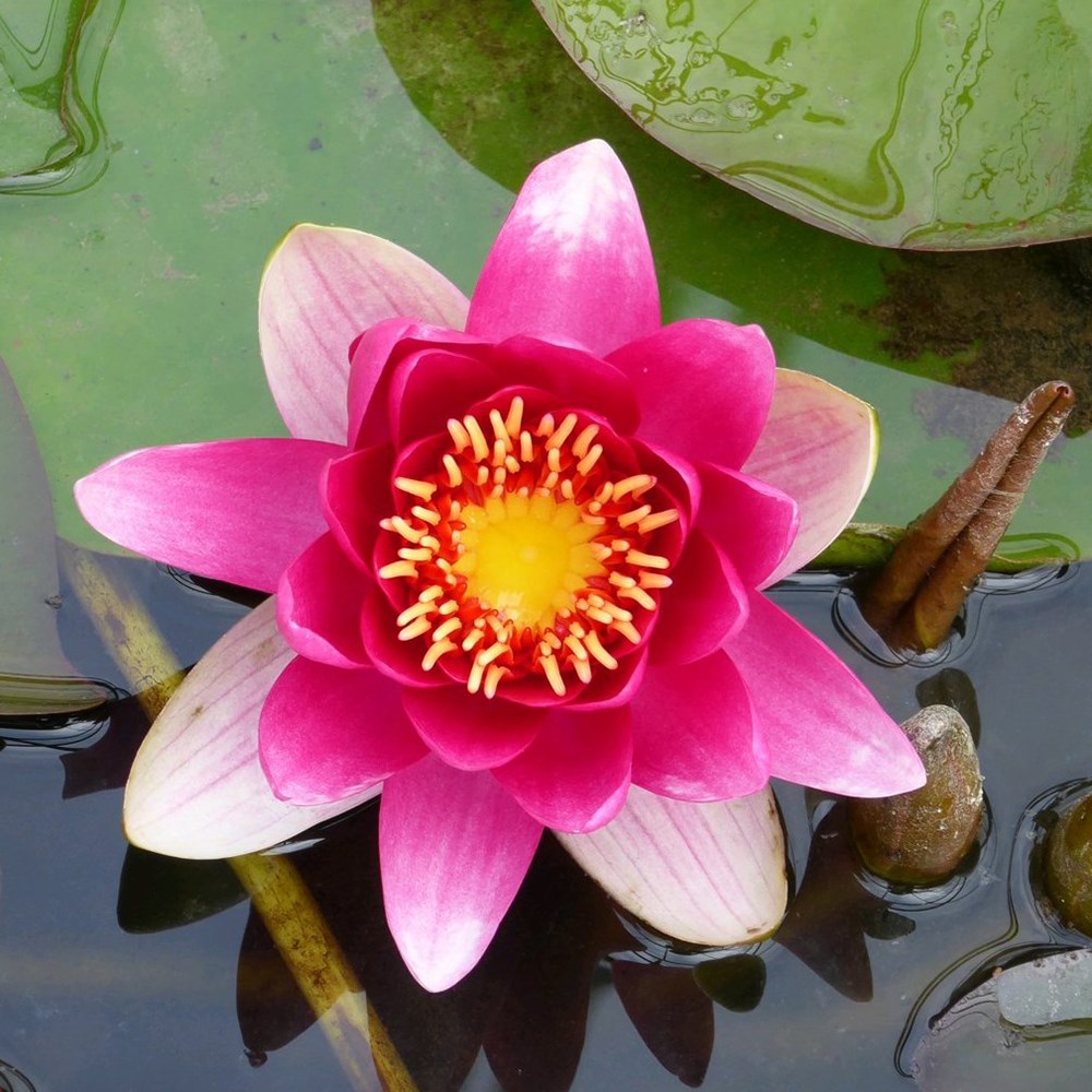 Nymphaea James Brydon | Water Lily