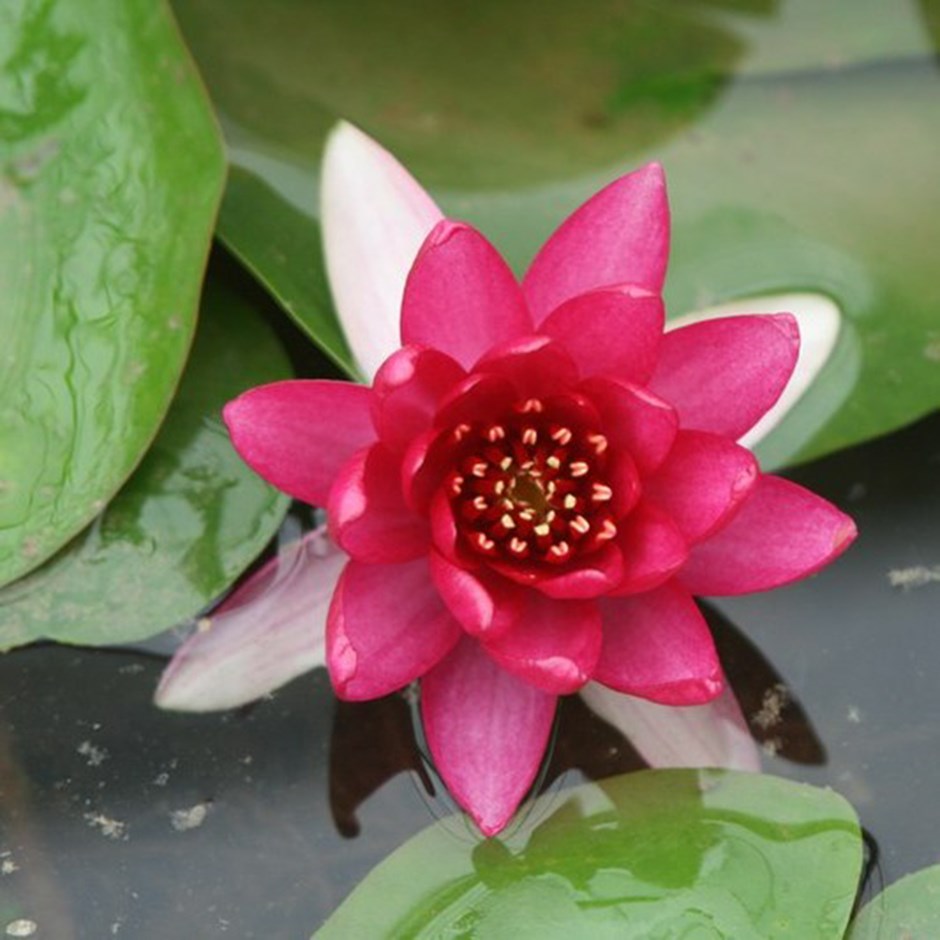 Nymphaea Liou | Water Lily