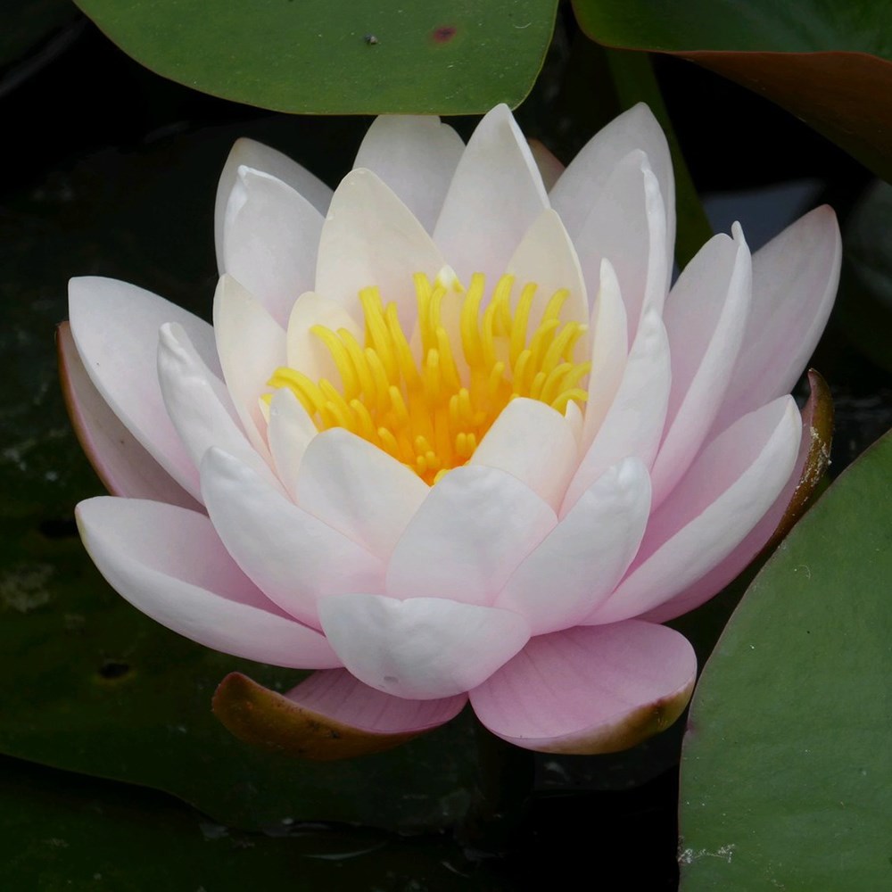 Nymphaea Marliacea Rosea | Water Lily