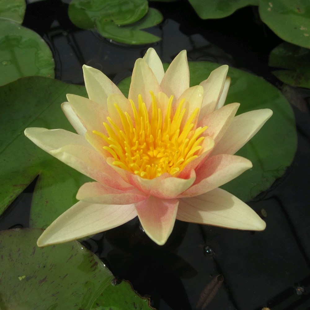 Nymphaea Paul Harriot | Water Lily