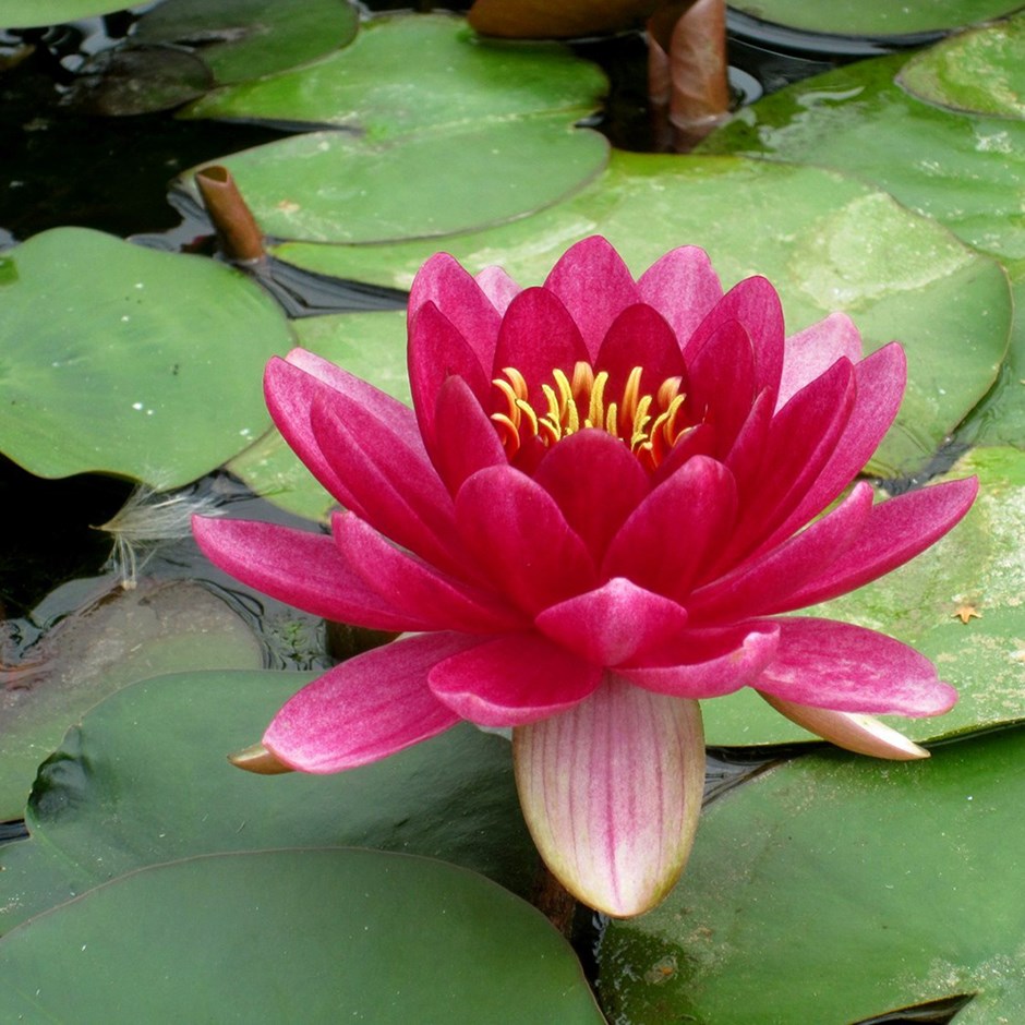 Nymphaea Perry Baby Red | Water Lily