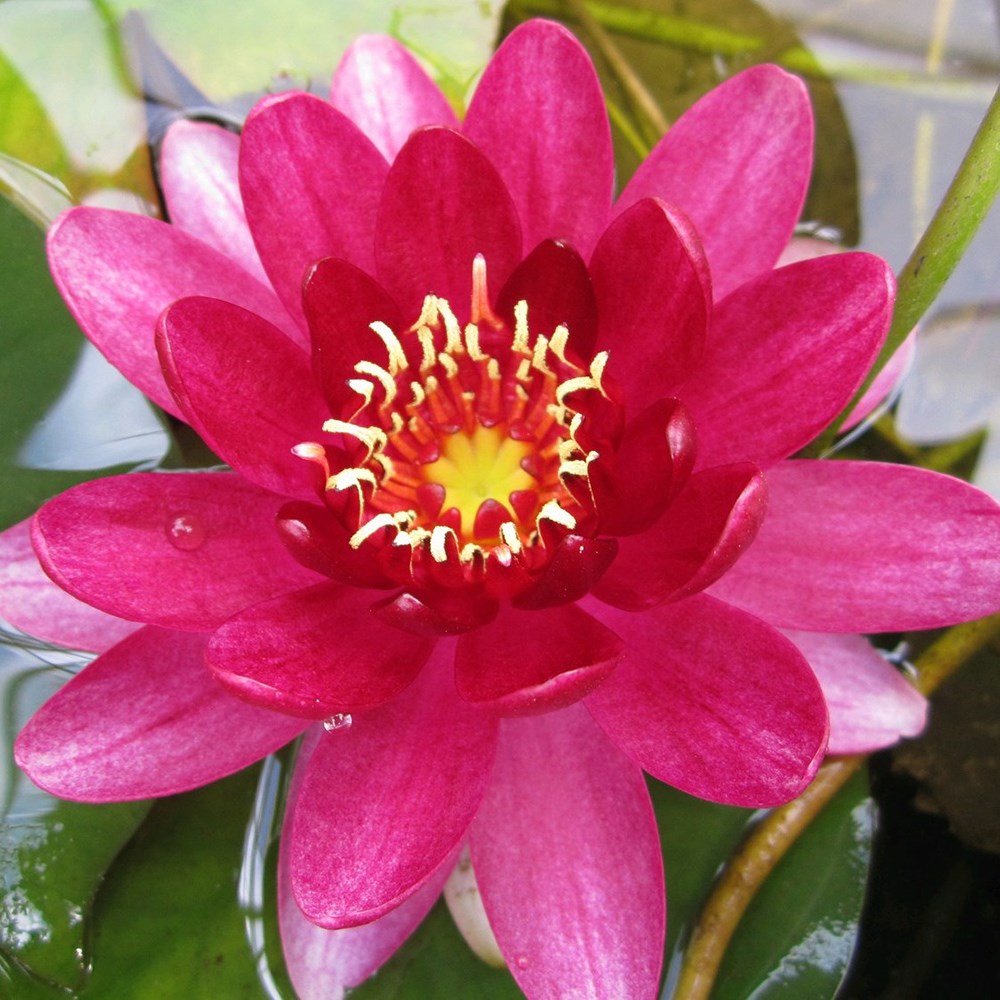 Nymphaea Perry Baby Red | Water Lily