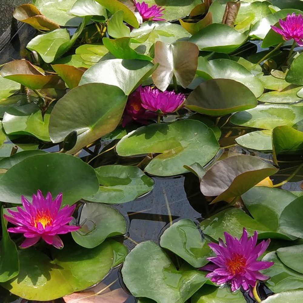 Nymphaea Purple Fantasy | Water Lily