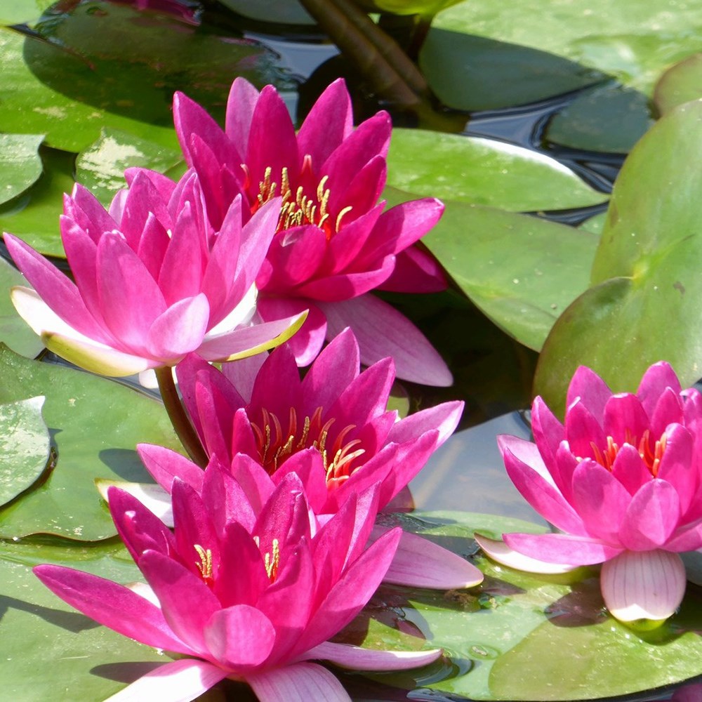 Nymphaea Xiafei | Water Lily