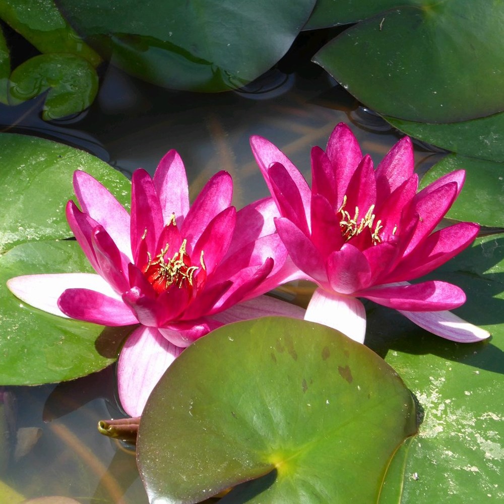Nymphaea Xiafei | Water Lily