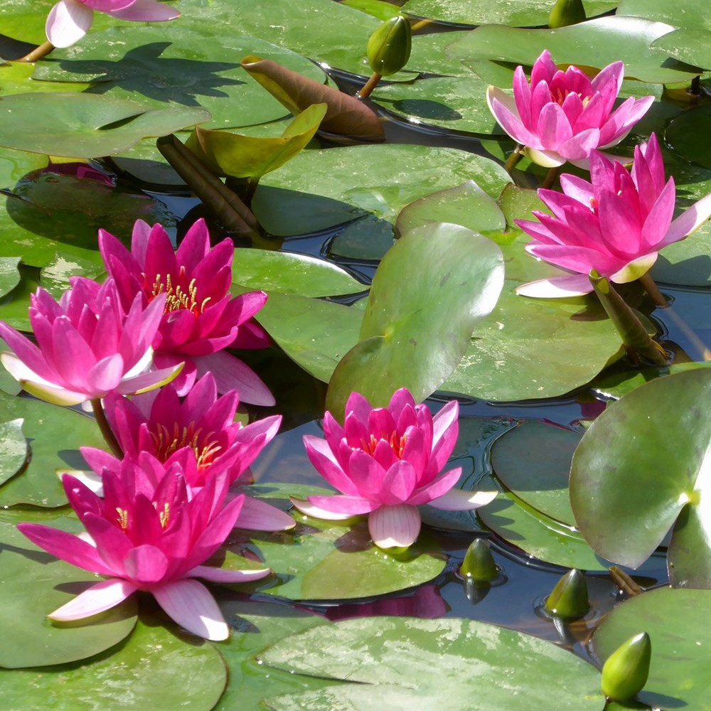Nymphaea Xiafei | Water Lily