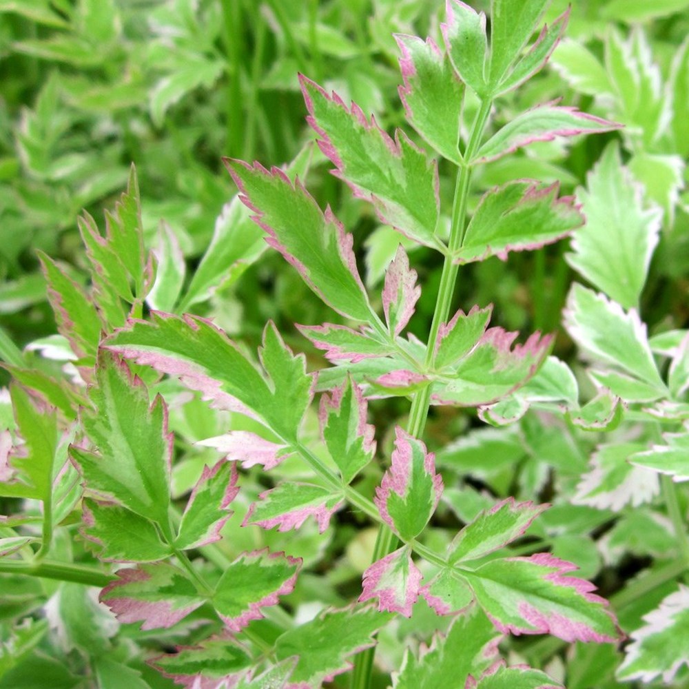 Oenanthe Japonica Flamingo | Flamingo Tricoloured