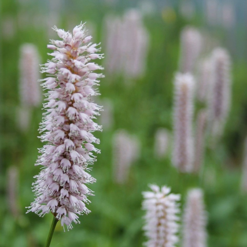 Persicaria Amphibia | Amphibious Bistort
