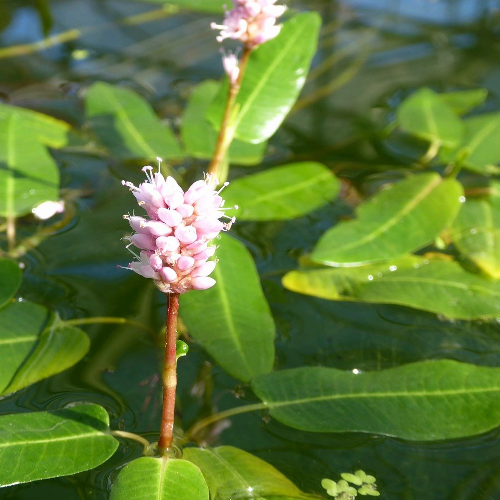 Persicaria Amphibia | Amphibious Bistort