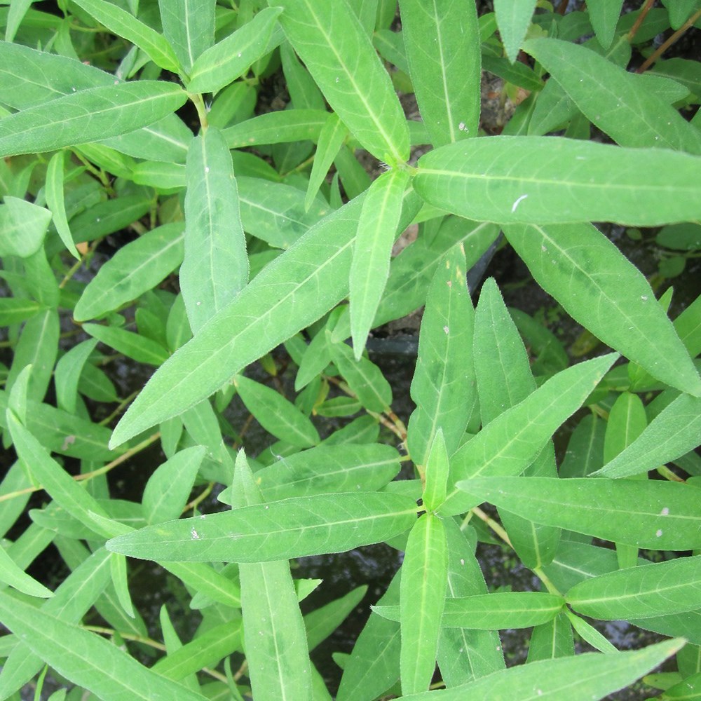 Persicaria Amphibia | Amphibious Bistort