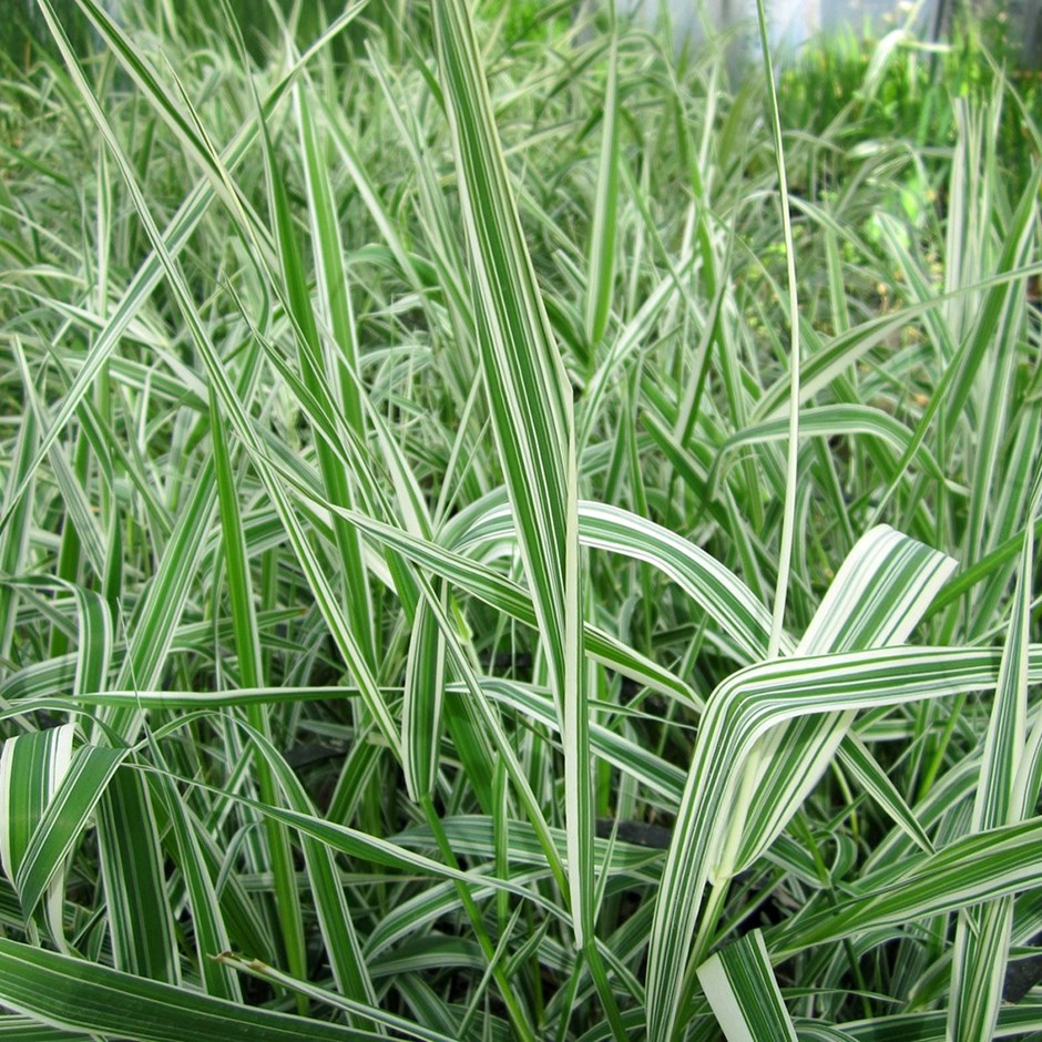 Phalaris Arundinacea Var. Picta | Gardeners Garters